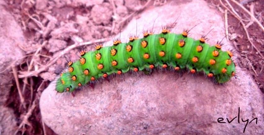 Chenille verte à pois oranges
