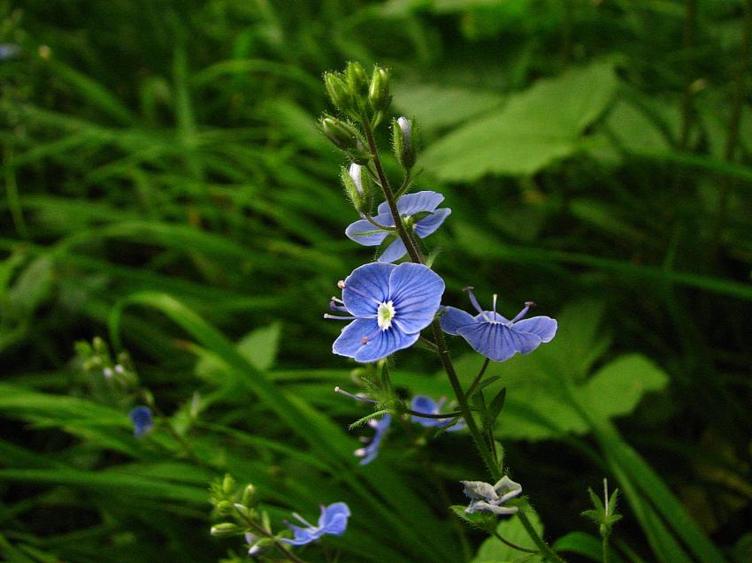 veronique petit chêne