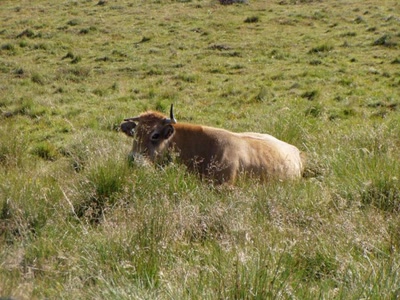 vaches vers nasbinals
