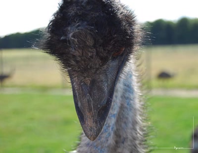 Œuvre de Pgarnier: L'émeu pas très ému.