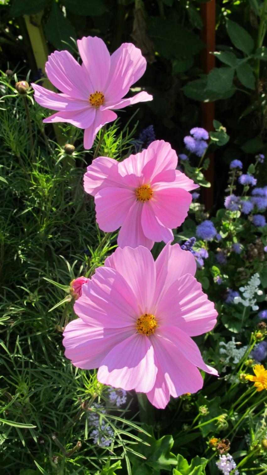 Je vous emmène dans le cosmos