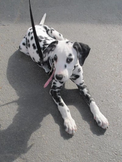 Œuvre de Lilytana: Je vous chante une Mélodie