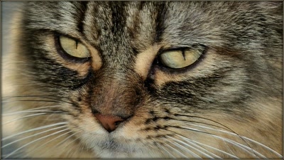 Œuvre de tetedelinotte: Petit minois de petit minou