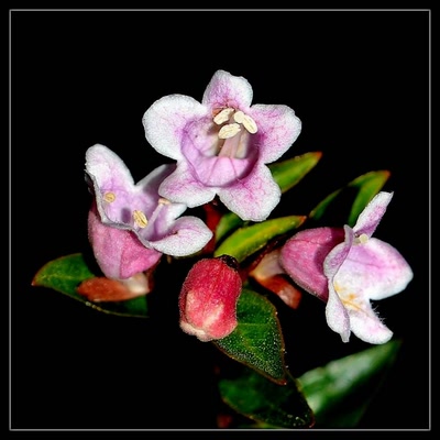 Œuvre de tetedelinotte: petite fleur                                      