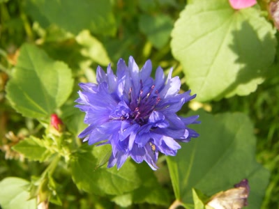 Œuvre de filau: automne