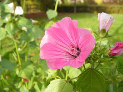 Œuvre de filau: automne