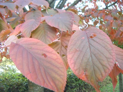 Œuvre de filau: automne