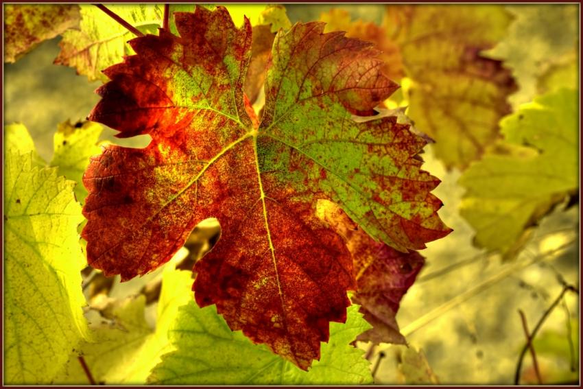 lumière d'automne dans la vigne