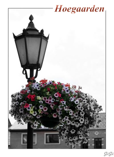 Résultat de recherche: Hoegaarden