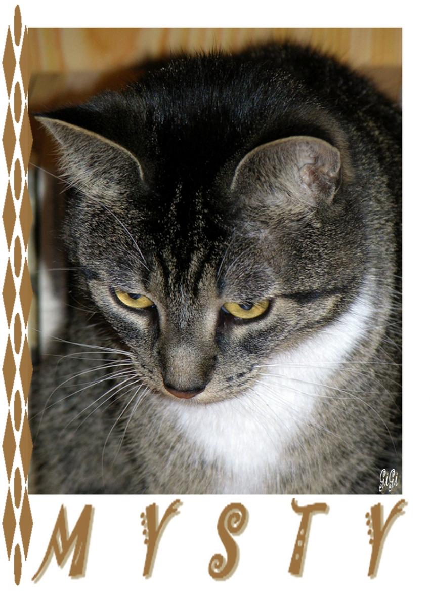 Mon copain à 4 pattes ......