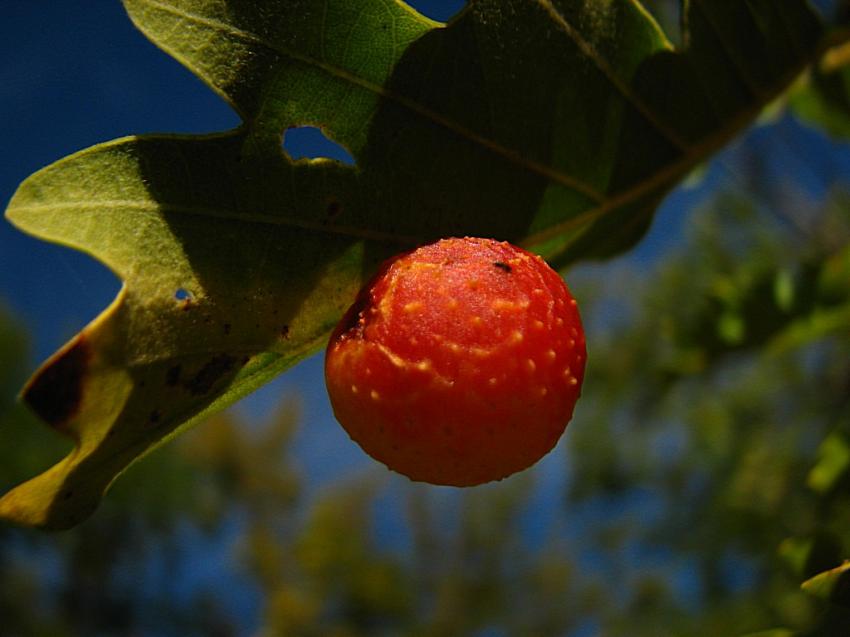Galle du chêne