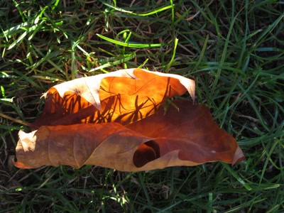 Œuvre de Lilytana: Un masque automnal