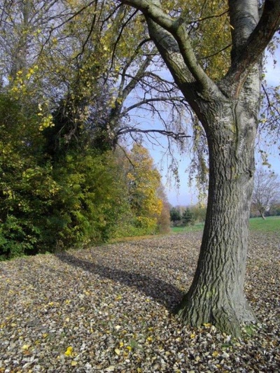 Œuvre de filau: automne