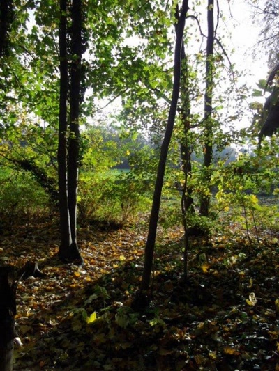 Œuvre de filau: automne