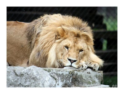 Résultat de recherche: Repos du roi.