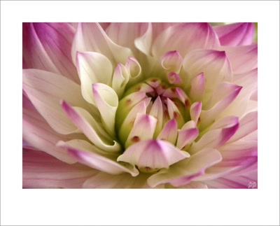 Résultat de recherche: Délicatesse.....