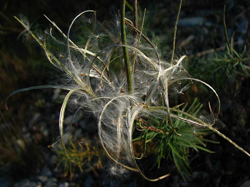 Soie d'épilobe en épi 