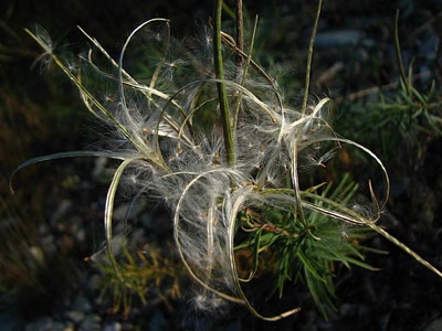 Résultat de recherche: Soie d'épilobe en épi 