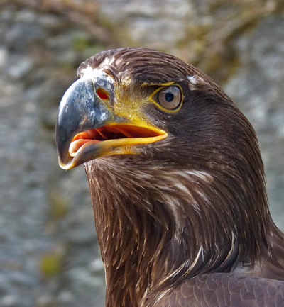 Œuvre de komotion: aigle de bouillon