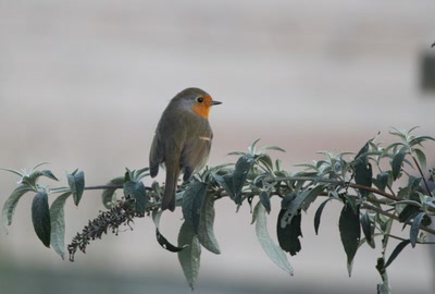 Œuvre de clau: Rouge-gorge 