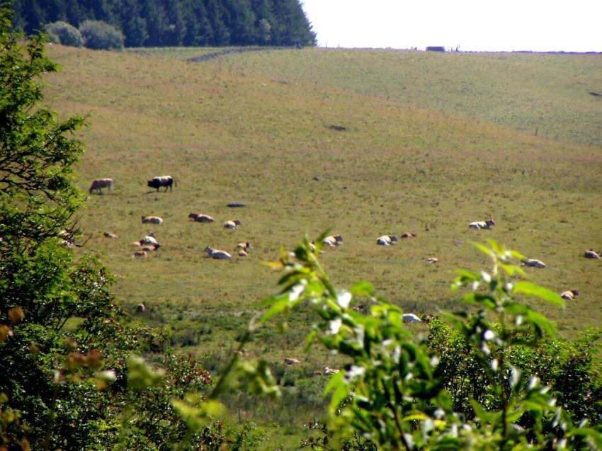 vache d'aubrac