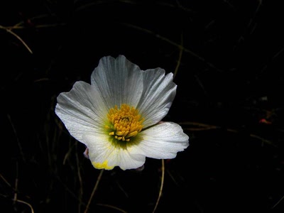 Résultat de recherche: Renoncule des glaciers 