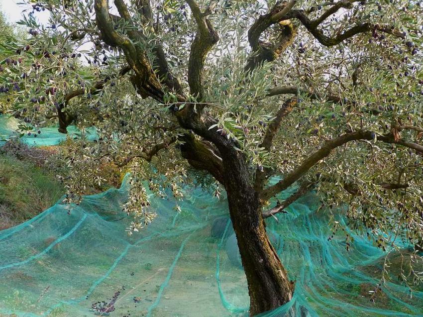 Oliviers du Nyonsais 