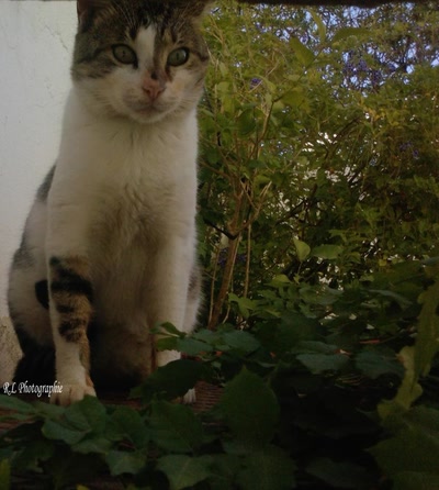 Œuvre de touta: Chatte:3