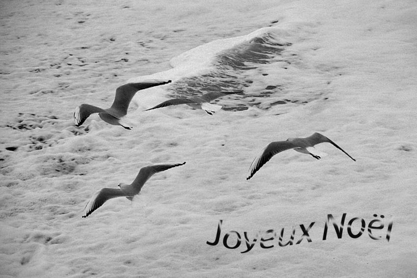 Noël des Mouettes