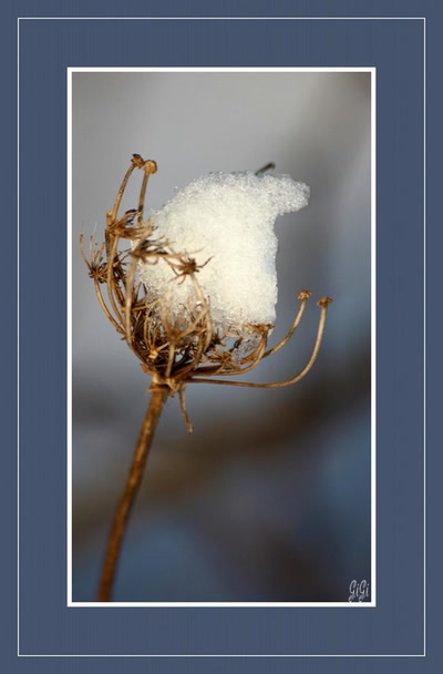 Résultat de recherche: Fleur de glace.