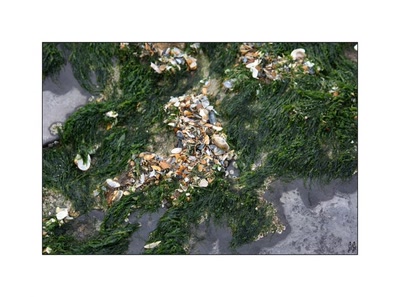 Résultat de recherche: Coquillages.