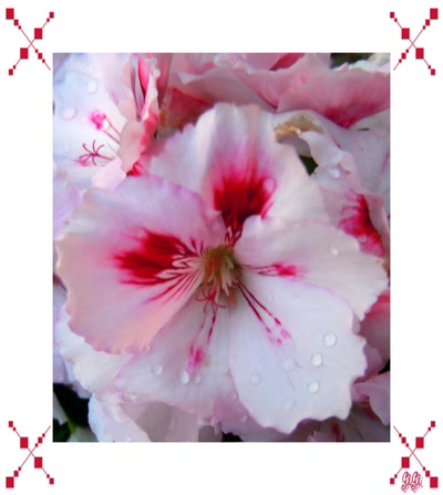 Résultat de recherche: Symphonie de roses.