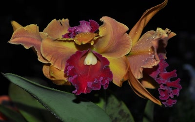 Résultat de recherche: Orchidée