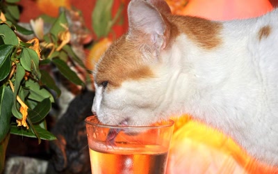 Œuvre de toe: J'ai soif...