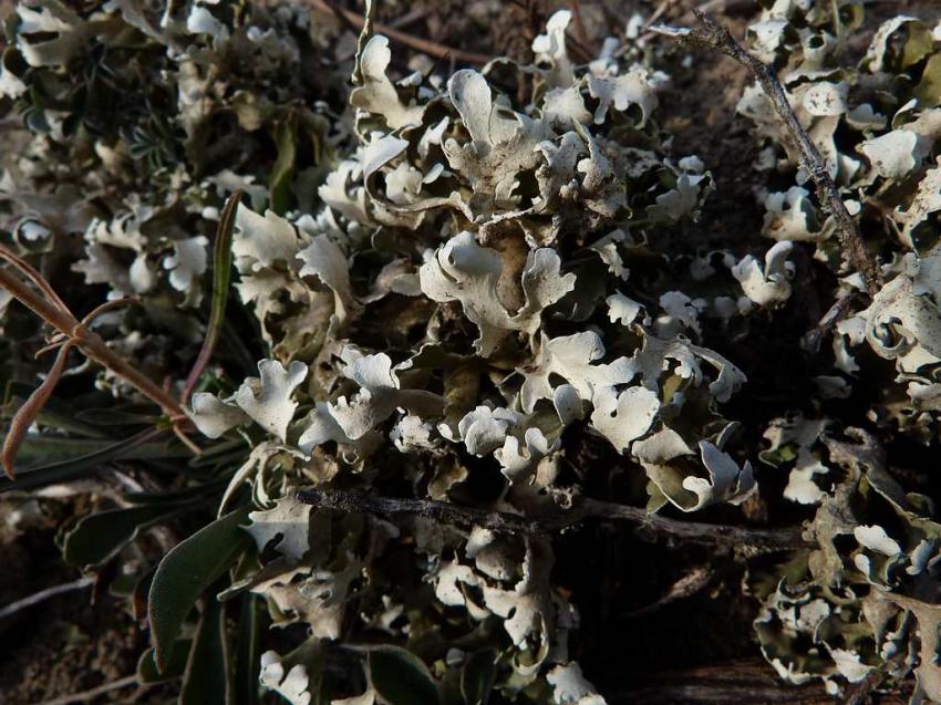 Tapis de lichen 