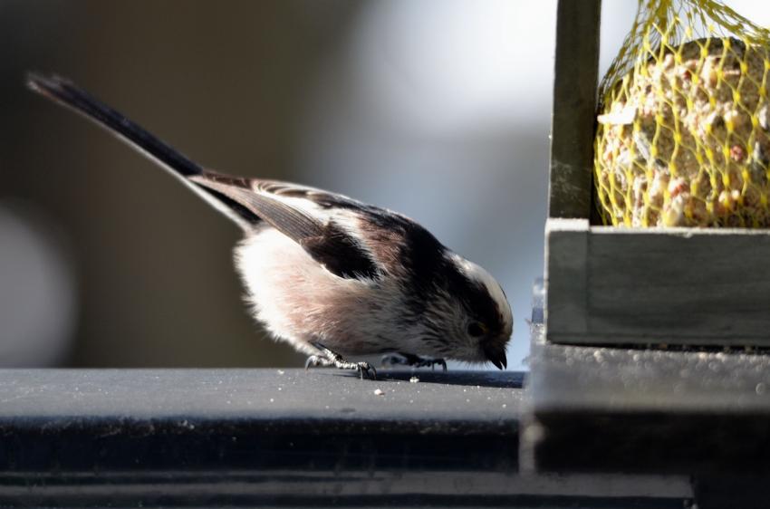 Mésange a longue queue