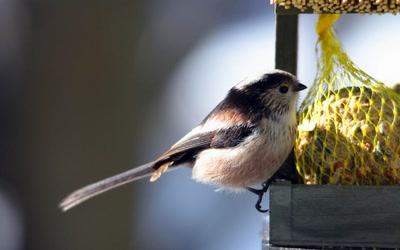 Œuvre de merlin42: Mésange a longue queue
