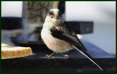 Œuvre de merlin42: Mésange a longue queue