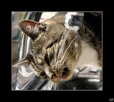 Résultat de recherche: Mysty et le robinet.