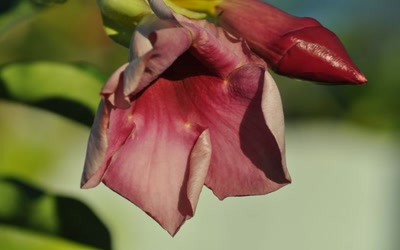 Œuvre de toe: Monette mauve