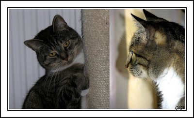 Résultat de recherche: Observation.