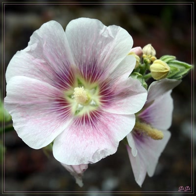 Fleur et son bouton.