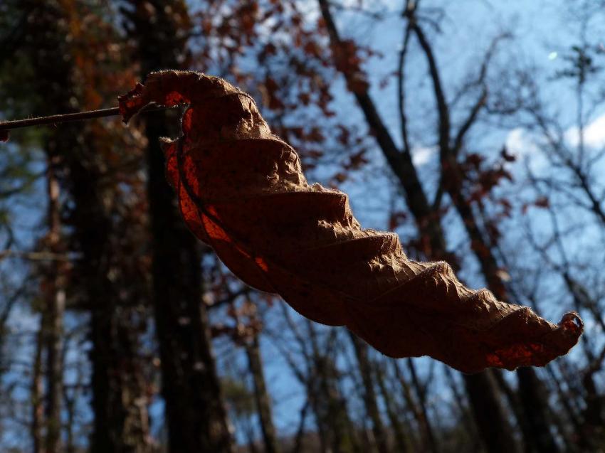 Une lumiére dans la forêt 