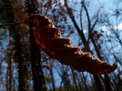 Une lumiére dans la forêt 