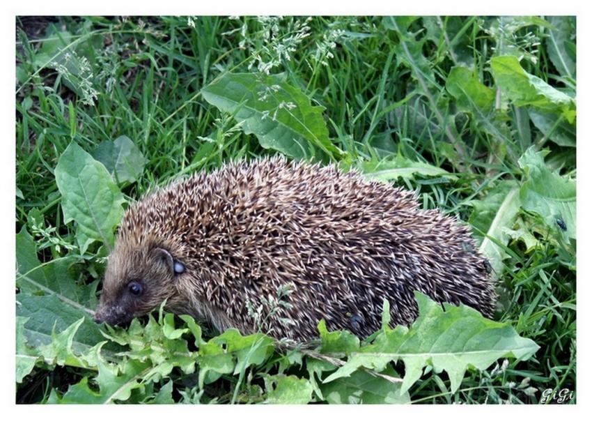 Une rencontre qui a du piquant !!!