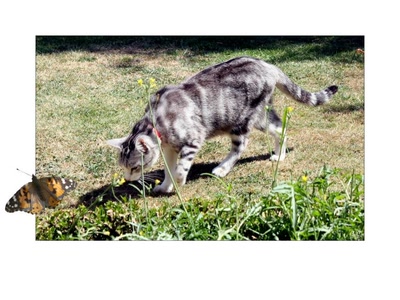 Résultat de recherche: A  la chasse.