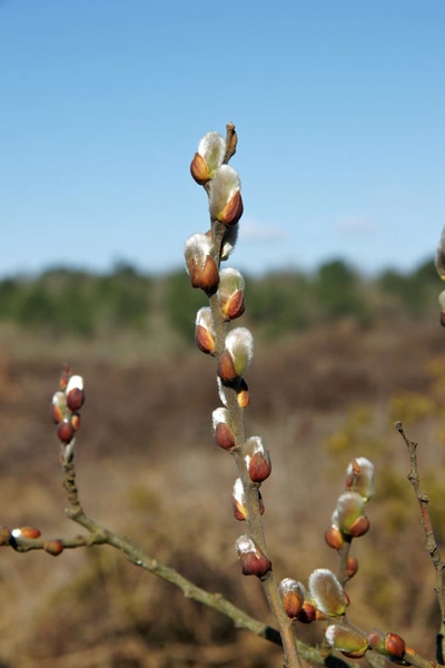 Œuvre de Le Menet: Renouveau