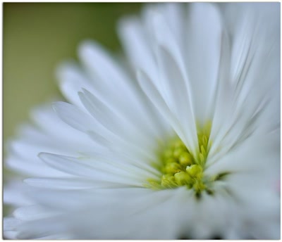 Œuvre de tetedelinotte: Petite douceur printanière