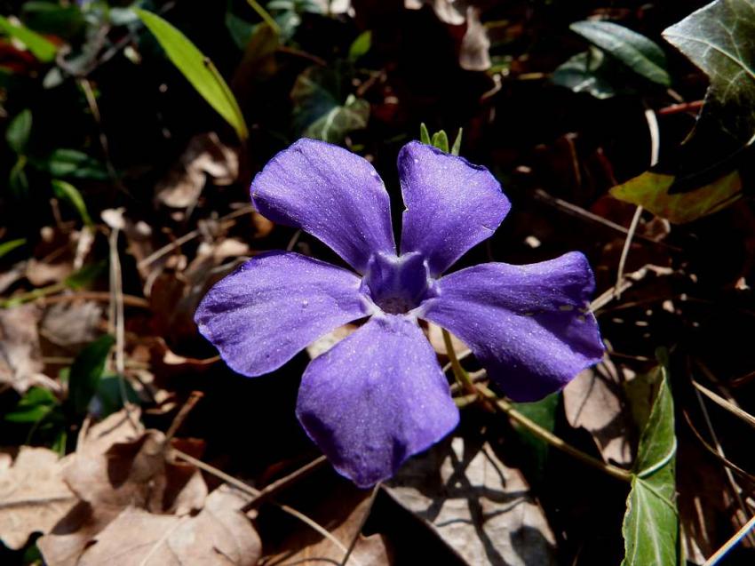 Premiére pervenche sauvage 