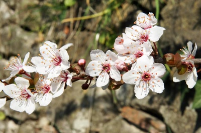 Œuvre de Le Menet: Le Printemps